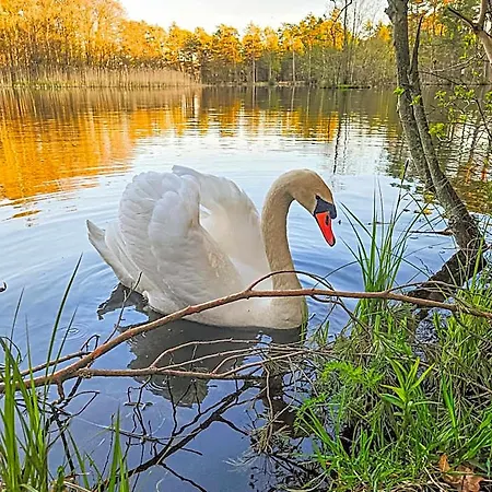 Bursztynowa Osada * Kopalino