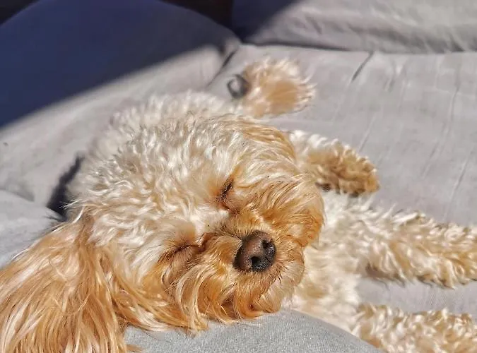 Bursztynowa Osada Jaktstuga